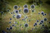 06_DSC_2537