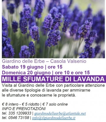 1000-SFUMATURE-DI-LAVANDA