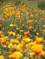 Calendula