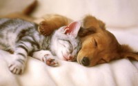 cani_gatti
