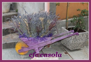 CFC_NOTTEVIOLA