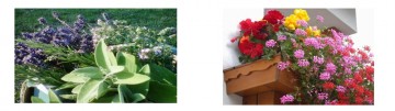 concorso_fiori