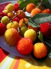 Corbezzoli