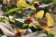 DPP_0117
