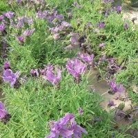 ERBE-IN-FIORE_13