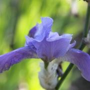 fiore