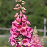 fiori