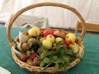 FRUT4