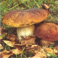 funghi_medium