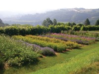 Giardino-delle-Erbe