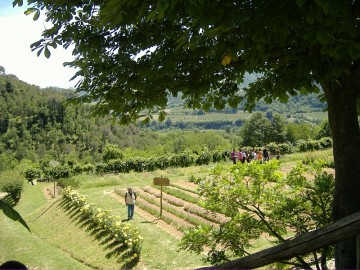 giardino_erbe
