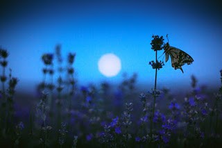giardino_luna