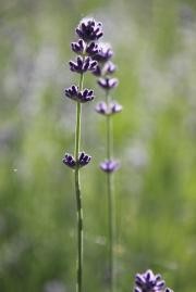 LAVANDA