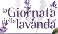 lavanda