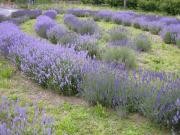 lavanda