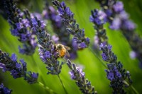 lavanda