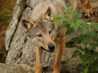 Foto di M. Costa - fonte: www.parks.it