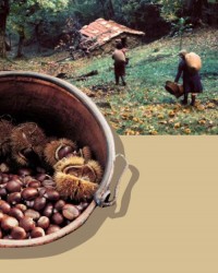 marroni