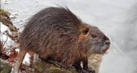 NUTRIA