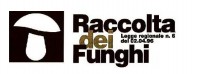 raccolta-funghi