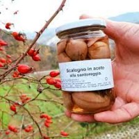 scalogno